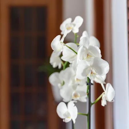 Casa Zichirinedda 아파트