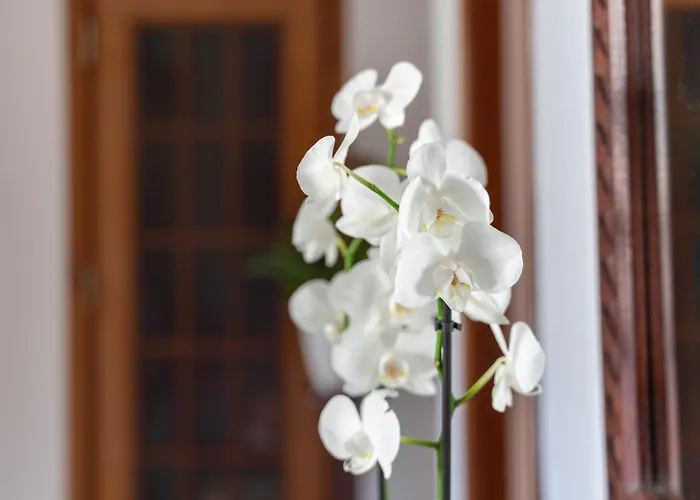 Casa Zichirinedda Apartmán